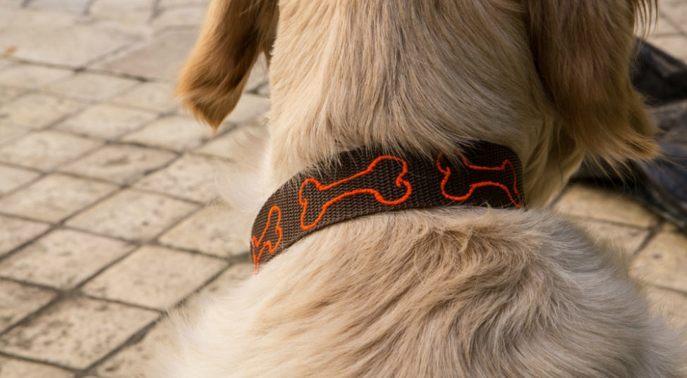 Collier de chien personnalisé